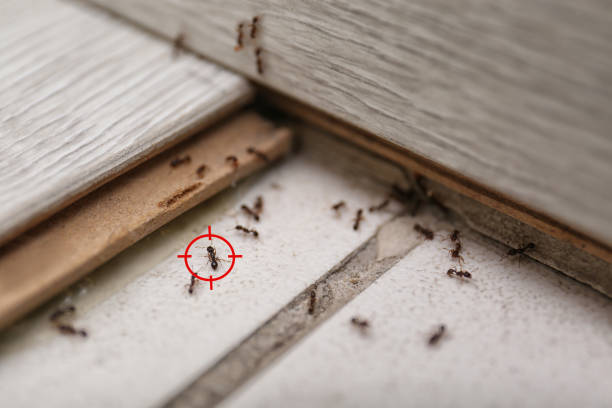 Best Cockroach Control Services  in Galva, KS