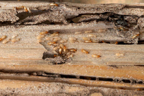 Best Best Pest Control Companies  in Galva, KS